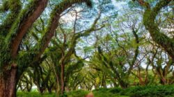 De Djawatan Banyuwangi: “Hutan Lord of the Rings” Indonesia yang Tiketnya Hanya Rp 7.500