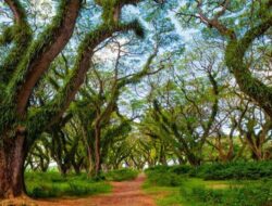 De Djawatan Banyuwangi: “Hutan Lord of the Rings” Indonesia yang Tiketnya Hanya Rp 7.500