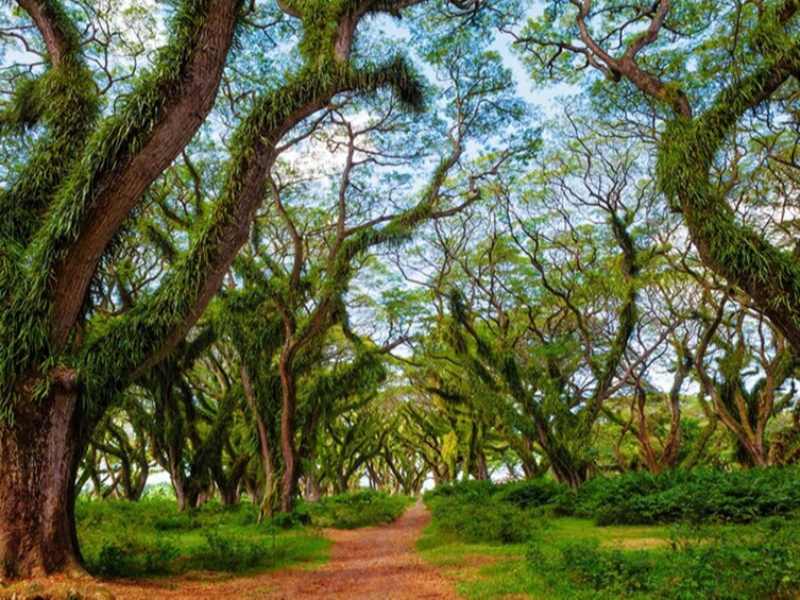 De Djawatan Banyuwangi: “Hutan Lord of the Rings” Indonesia yang Tiketnya Hanya Rp 7.500 De Djawatan Banyuwangi: “Hutan Lord of the Rings” Indonesia yang Tiketnya Hanya Rp 7.500