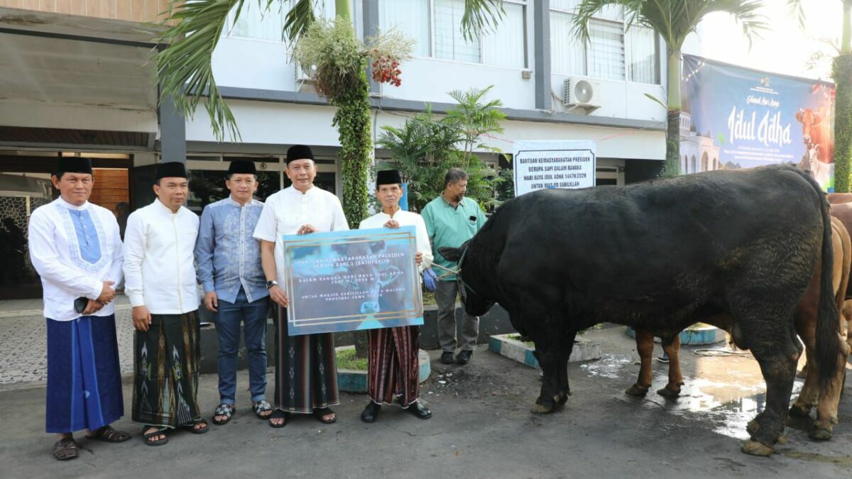 Sapi Kurban Presiden Prabowo Disalurkan ke Masjid Sabilillah, Bobotnya Capai Satu Ton