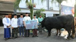 Sapi Kurban Presiden Prabowo Disalurkan ke Masjid Sabilillah, Bobotnya Capai Satu Ton