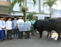 Sapi Kurban Presiden Prabowo Disalurkan ke Masjid Sabilillah, Bobotnya Capai Satu Ton