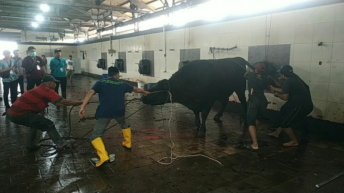 Sapi Kurban Presiden di Kota Malang Disembelih, Distribusi Daging Capai 516 Paket
