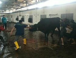 Sapi Kurban Presiden di Kota Malang Disembelih, Distribusi Daging Capai 516 Paket
