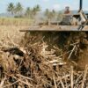 Petani Tebu Kalipare Keluhkan Penyaluran Bantuan Bongkar Ratoon Kementan Tidak Merata