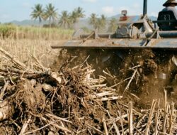 Petani Tebu Kalipare Keluhkan Penyaluran Bantuan Bongkar Ratoon Kementan Tidak Merata