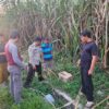 Polisi Masih Menyelidiki Penemuan Bayi Meninggal  di Kebun Tebu 