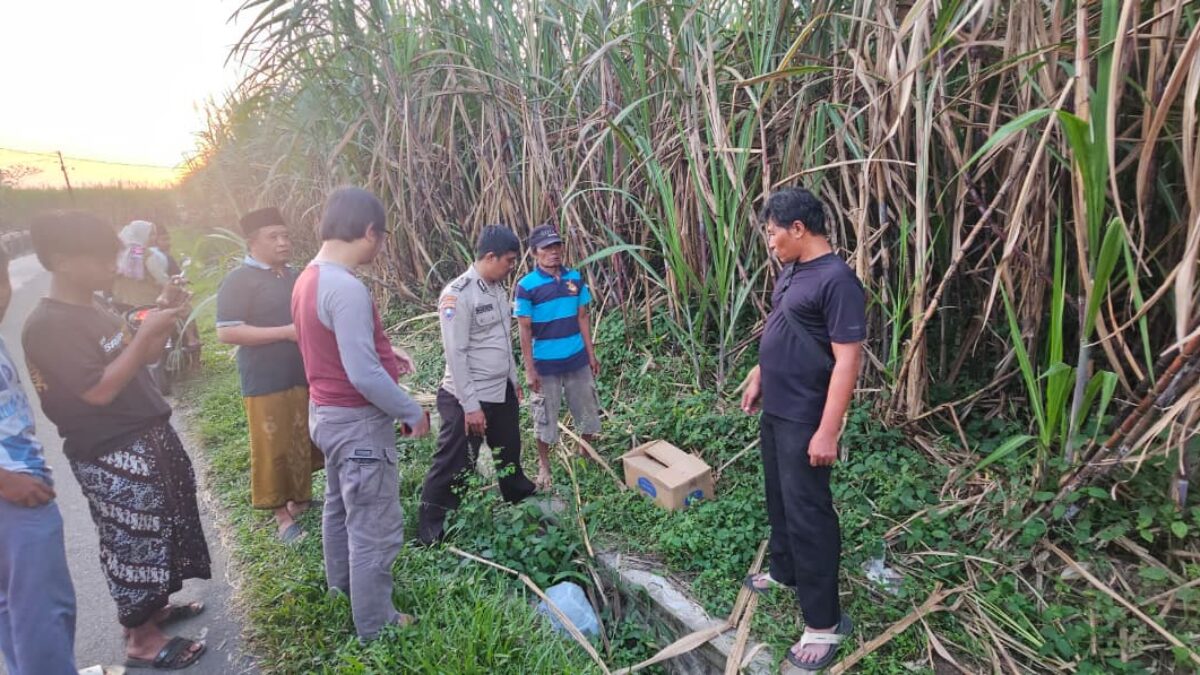 Polisi Masih Menyelidiki Penemuan Bayi Meninggal  di Kebun Tebu 