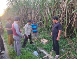 Polisi Masih Menyelidiki Penemuan Bayi Meninggal  di Kebun Tebu 