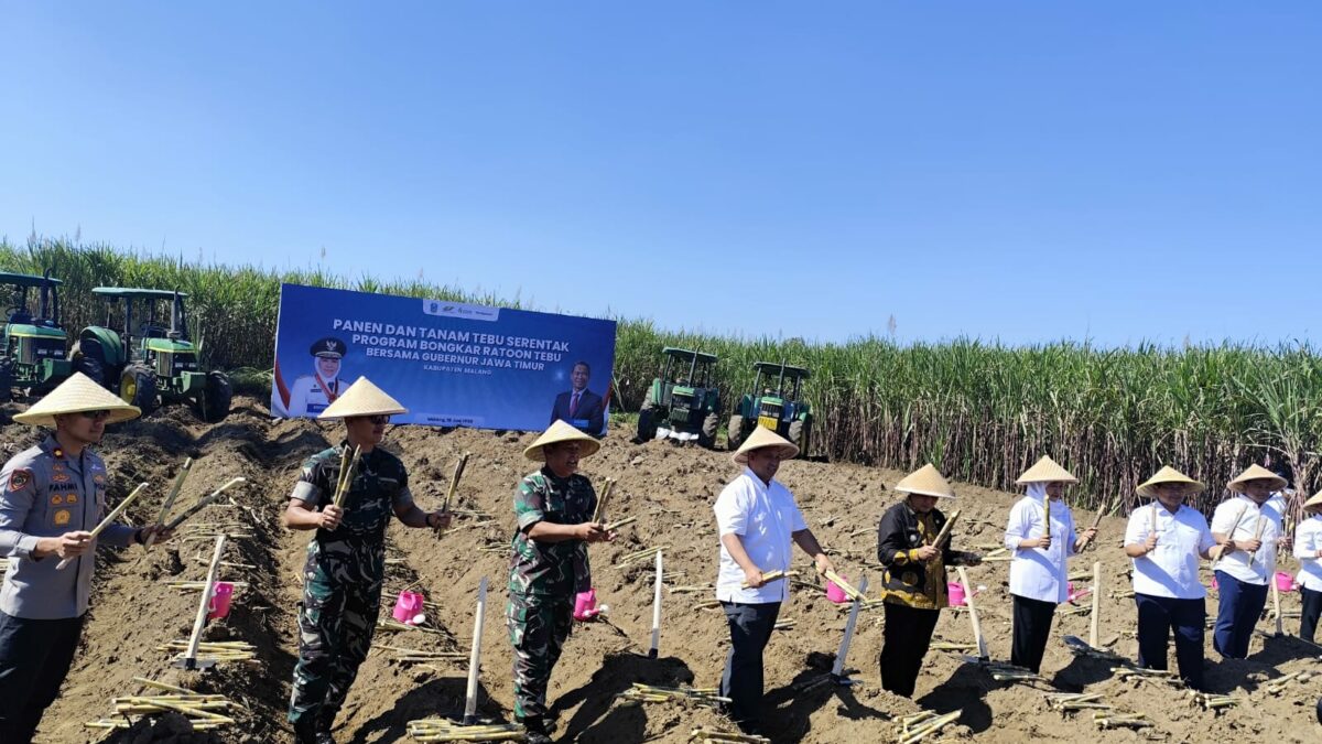 Gubernur Khofifah Pimpin Panen dan Tanam Tebu Serempak di Malang, Tegaskan Komitmen Jatim Menuju Swasembada Gula Nasional
