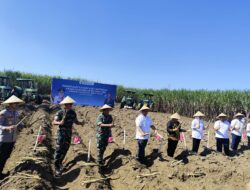 Gubernur Khofifah Pimpin Panen dan Tanam Tebu Serempak di Malang, Tegaskan Komitmen Jatim Menuju Swasembada Gula Nasional