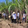 Bibit Unggul Jadi Andalan, Pemprov Jatim Gandeng CV Lang Buana Percepat Produktivitas Tebu