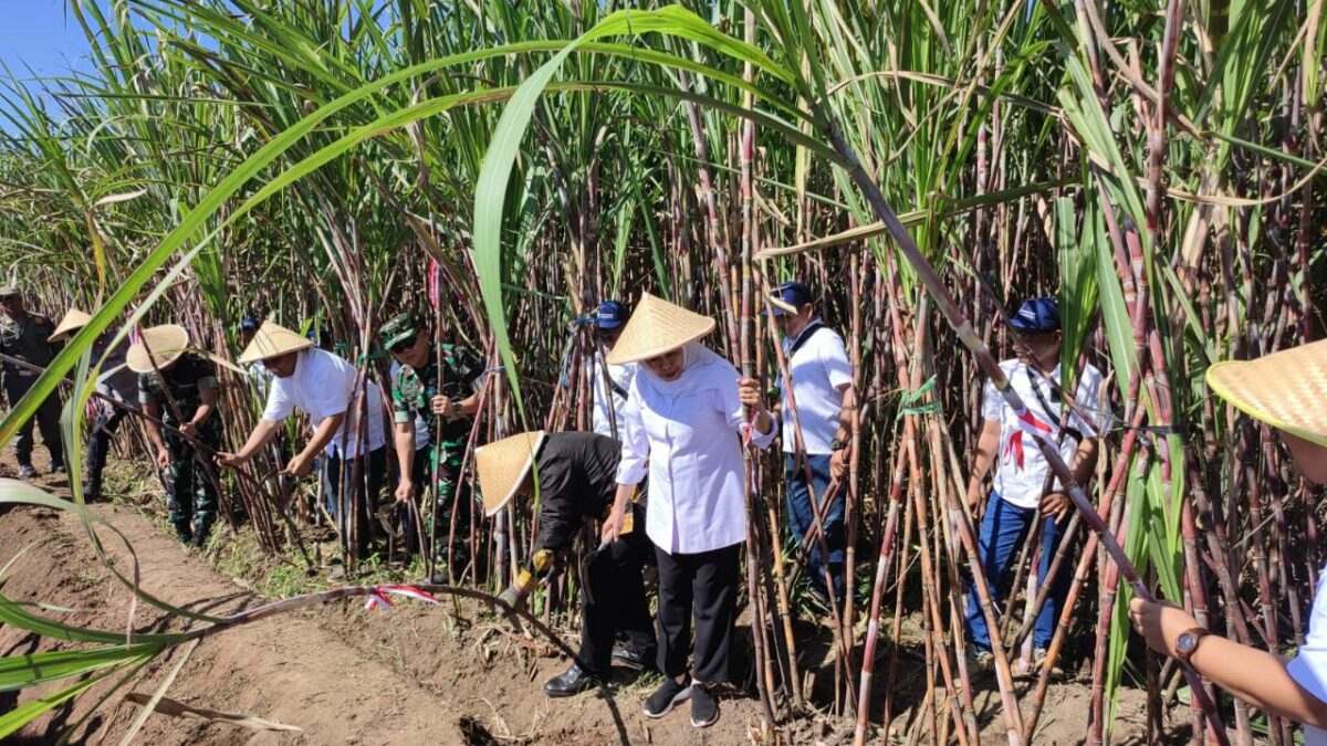 Bongkar Ratoon Tebu Digencarkan, Jatim Kejar Swasembada Gula dari Malang