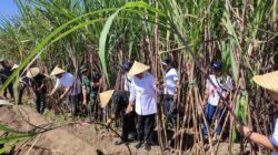 Bongkar Ratoon Tebu Digencarkan, Jatim Kejar Swasembada Gula dari Malang