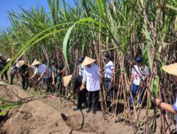 Bibit Unggul Jadi Andalan, Pemprov Jatim Gandeng CV Lang Buana Percepat Produktivitas Tebu