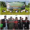 Membantu Program Pemerintah dalam Ketahanan Pangan, Ponpes Hamalatul Qur’an Al Ijabah Panen Raya