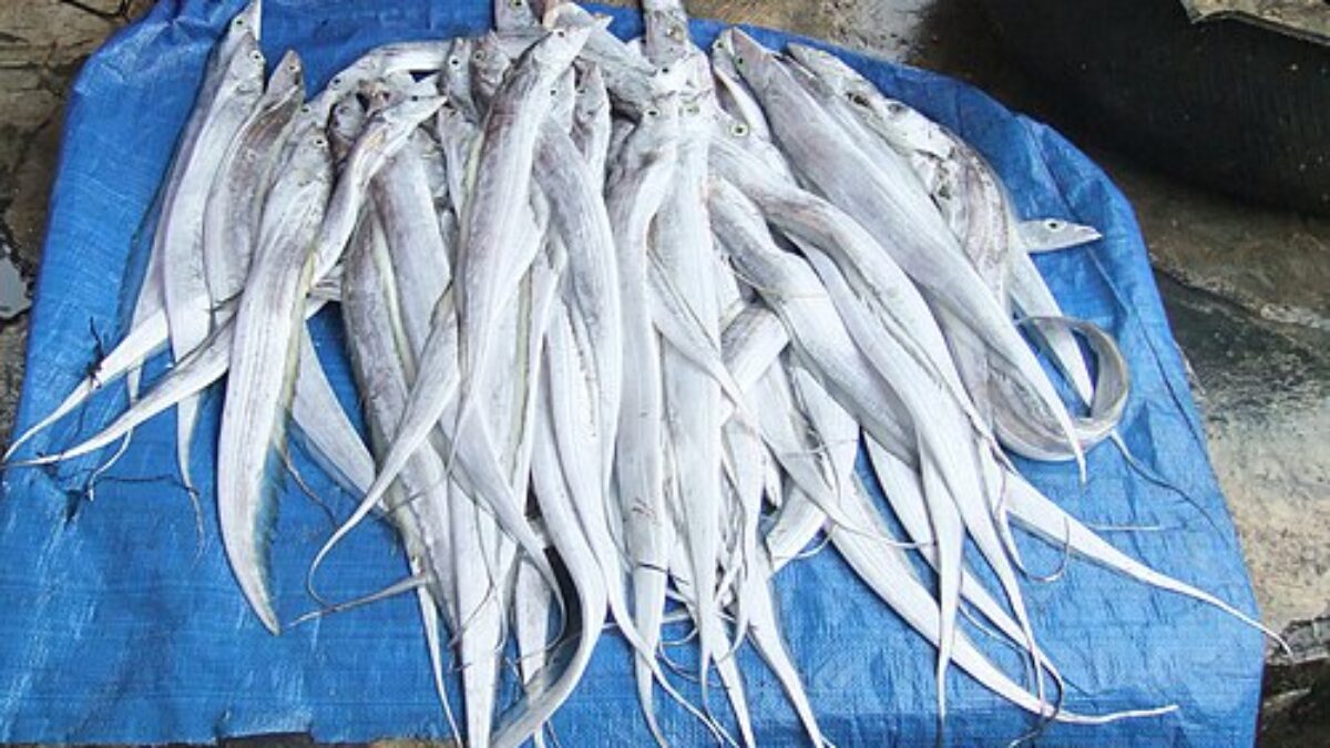 Pujiharjo Jadi Tulang Punggung Produksi Layur Kabupaten Malang Pujiharjo Jadi Tulang Punggung Produksi Layur Kabupaten Malang