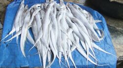 Pujiharjo Jadi Tulang Punggung Produksi Layur Kabupaten Malang