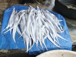 Pujiharjo Jadi Tulang Punggung Produksi Layur Kabupaten Malang