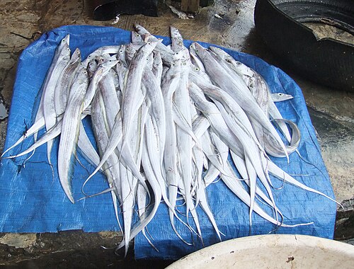 Pujiharjo Jadi Tulang Punggung Produksi Layur Kabupaten Malang