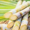 Program Bongkar Ratoon Kembali Digenjot, Petani Kalipare Optimistis Dongkrak Produksi Gula
