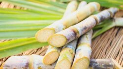 Program Bongkar Ratoon Kembali Digenjot, Petani Kalipare Optimistis Dongkrak Produksi Gula