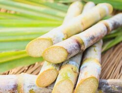 Program Bongkar Ratoon Kembali Digenjot, Petani Kalipare Optimistis Dongkrak Produksi Gula