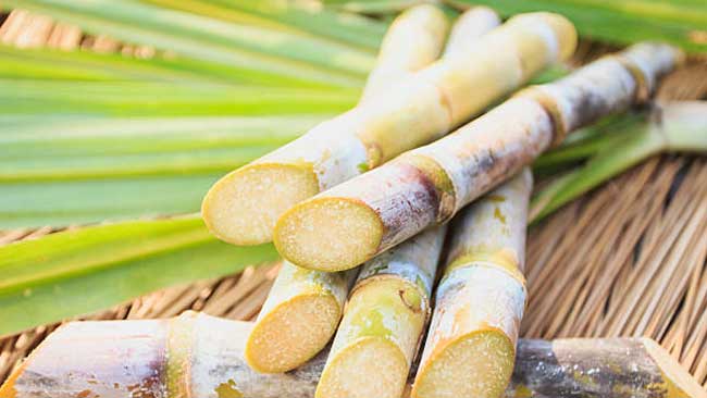 Program Bongkar Ratoon Kembali Digenjot, Petani Kalipare Optimistis Dongkrak Produksi Gula