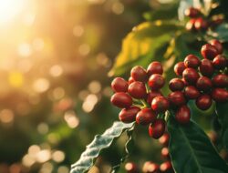 Jejak Sejarah Kopi Dampit, Warisan Kolonial yang Mengangkat Nama Malang Selatan