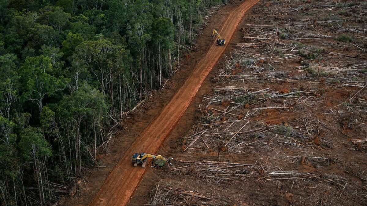 Bukan yang Terparah di Dunia, Tapi Indonesia Tetap Masuk Episentrum Krisis Hutan Tropis