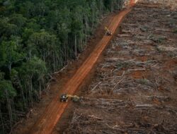 Bukan yang Terparah di Dunia, Tapi Indonesia Tetap Masuk Episentrum Krisis Hutan Tropis