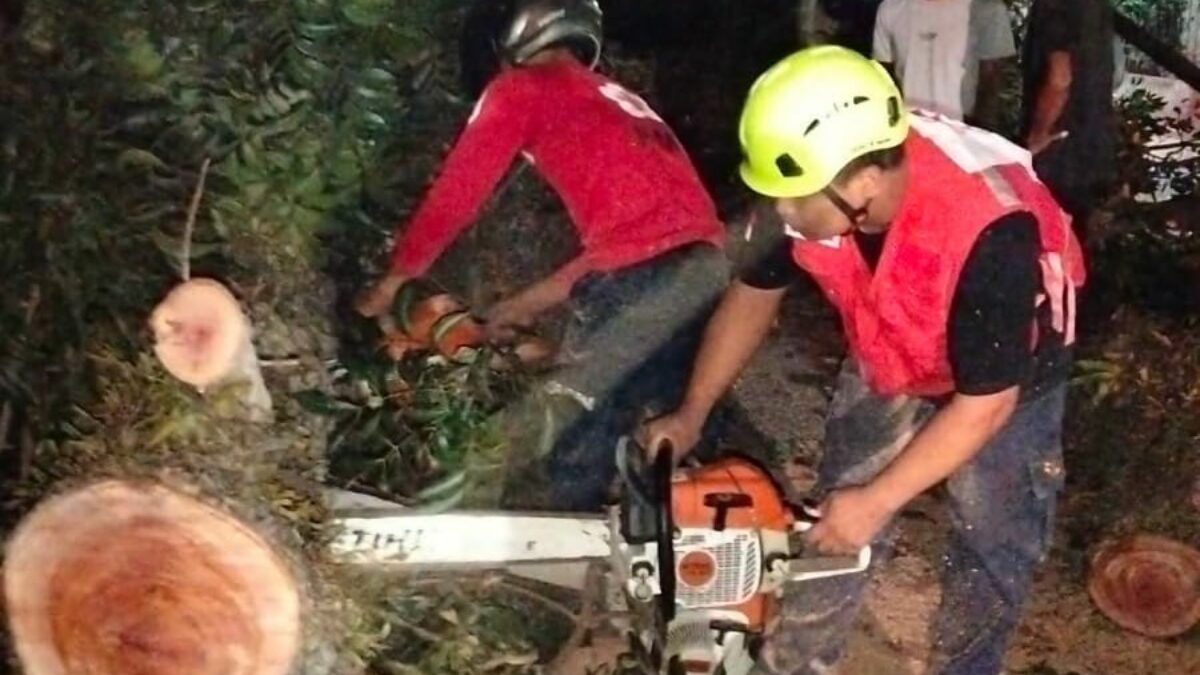 Pohon Mahoni Besar Tumbang Menimpa Sepeda Motor, 9 Orang Terluka Pohon Mahoni Besar Tumbang Menimpa Sepeda Motor, 9 Orang Terluka