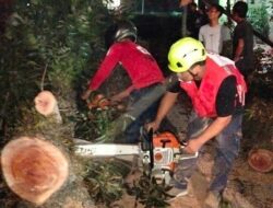 Pohon Mahoni Besar Tumbang Menimpa Sepeda Motor,  9 Orang Terluka