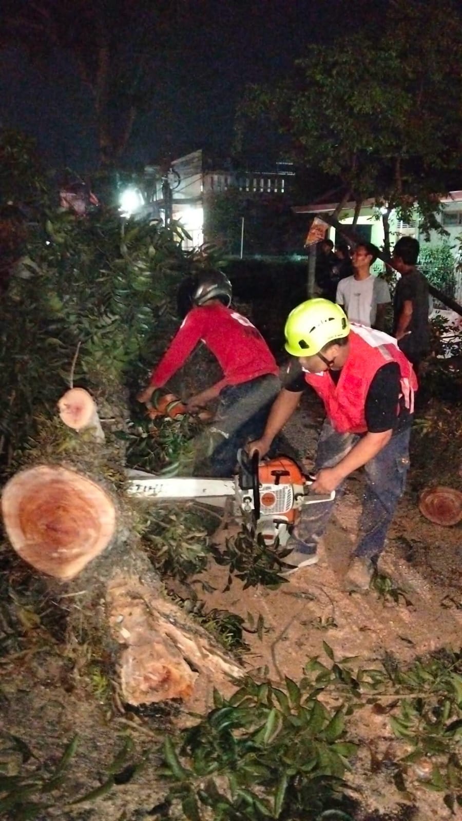 Pohon Mahoni Besar Tumbang Menimpa Sepeda Motor, 9 Orang Terluka Pohon Mahoni Besar Tumbang Menimpa Sepeda Motor, 9 Orang Terluka