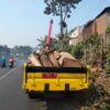 Pasca Pohon Tumbang Menimpa 9 Korban, Pemdes Kendalpayak Pangkas 10 Pohon Rawan