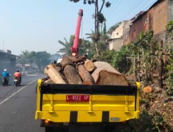 Pasca Pohon Tumbang Menimpa 9 Korban, Pemdes Kendalpayak Pangkas 10 Pohon Rawan