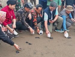 UB Mendukung Pelestarian Penyu, Menjaga Konservasi dan Mengubah Pola Pikir Warga