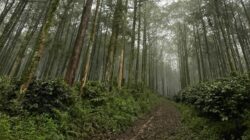 Malang Raya Dikelilingi Hutan, Mengapa Banjir dan Longsor Terus Mengintai
