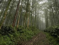 Malang Raya Dikelilingi Hutan, Mengapa Banjir dan Longsor Terus Mengintai