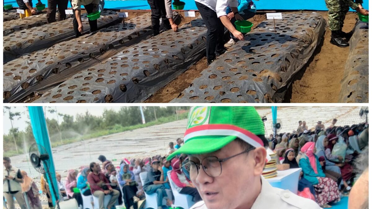 Bawang Putih Lumbu Hijau di Sumbersuko Dikembangkan sebagai Benih, 6 Hektare Disiapkan