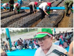 Bawang Putih Lumbu Hijau di Sumbersuko Dikembangkan sebagai Benih, 6 Hektare Disiapkan