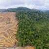 Deforestasi Turun di Atas Kertas, Hutan Indonesia Tetap Terdesak Pangan, Energi dan Pembangunan