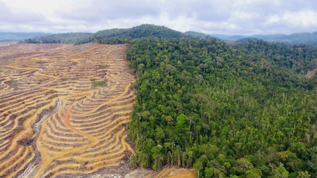 Deforestasi Turun di Atas Kertas, Hutan Indonesia Tetap Terdesak Pangan, Energi dan Pembangunan