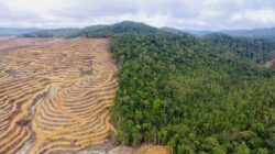 Deforestasi Turun di Atas Kertas, Hutan Indonesia Tetap Terdesak Pangan, Energi dan Pembangunan