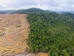 Deforestasi Turun di Atas Kertas, Hutan Indonesia Tetap Terdesak Pangan, Energi dan Pembangunan