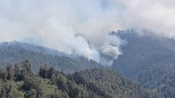Kebakaran TNBTS Hanguskan 160 Hektare Lahan Serta Ancam Satwa Liar