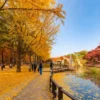 Panduan Musim dan Rute Tour Korea Selatan untuk Pemula
