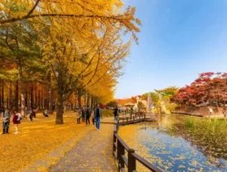 Panduan Musim dan Rute Tour Korea Selatan untuk Pemula