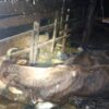 Kandang Sapi Terbakar, Sejumlah Sapi Hangus Terbakar