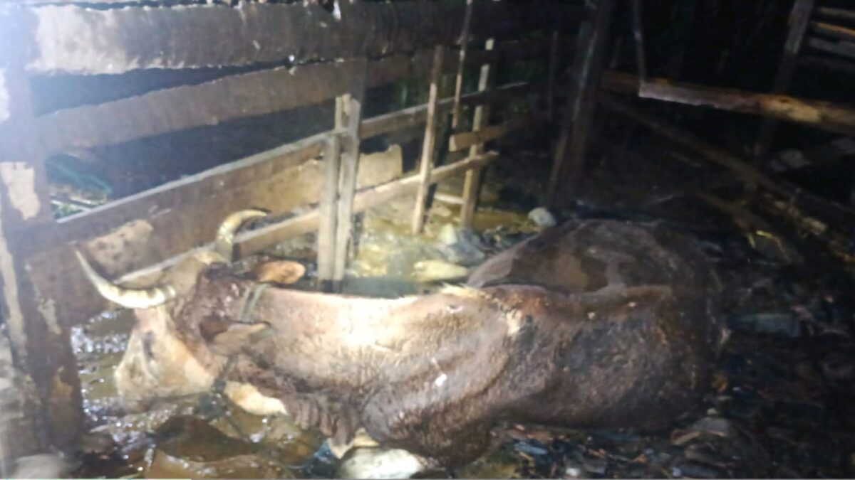 Kandang Sapi Terbakar, Sejumlah Sapi Hangus Terbakar